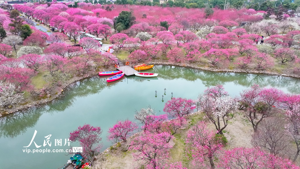 浙江湖州:龙之梦盆景园梅花进入最佳观赏期【2】