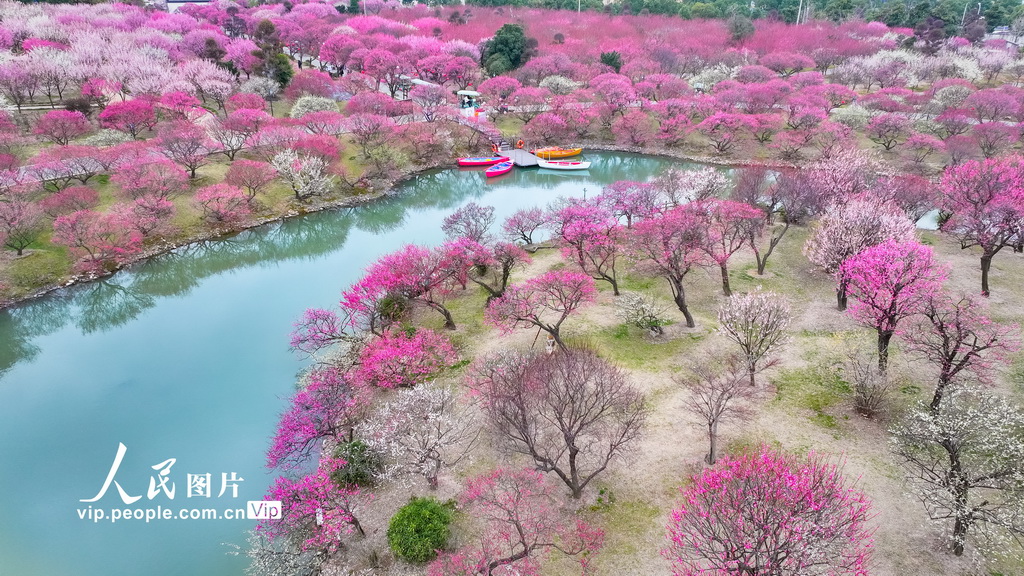 浙江湖州：龙之梦盆景园梅花进入最佳观赏期【3】