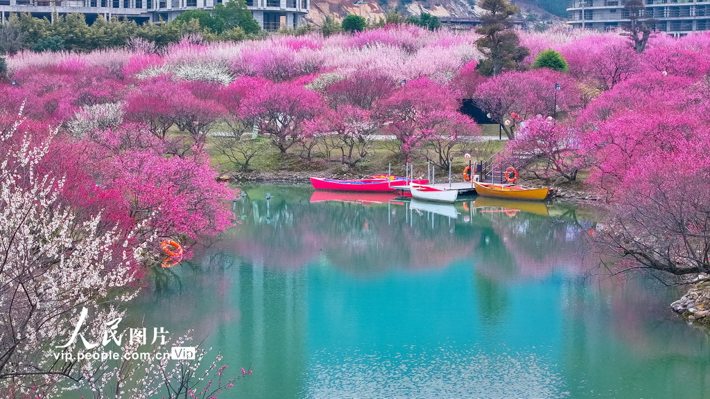 浙江湖州：龙之梦盆景园梅花进入最佳观赏期【4】