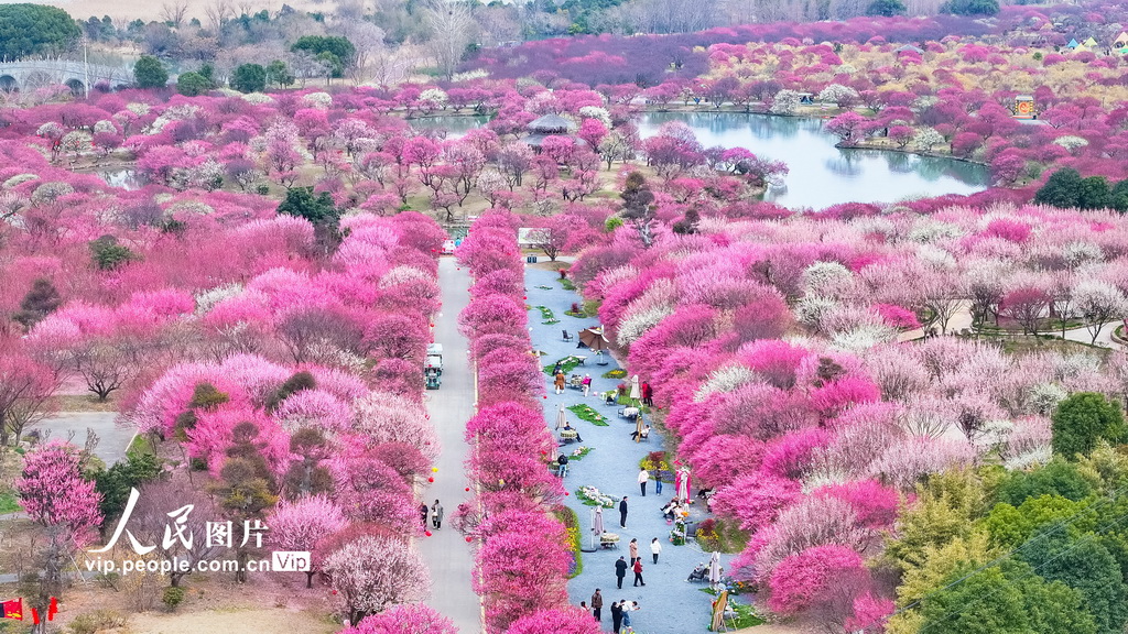 浙江湖州：龙之梦盆景园梅花进入最佳观赏期【5】