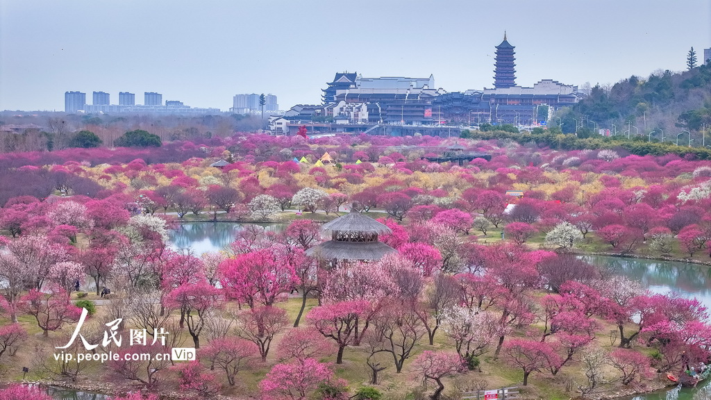浙江湖州:龙之梦盆景园梅花进入最佳观赏期【6】