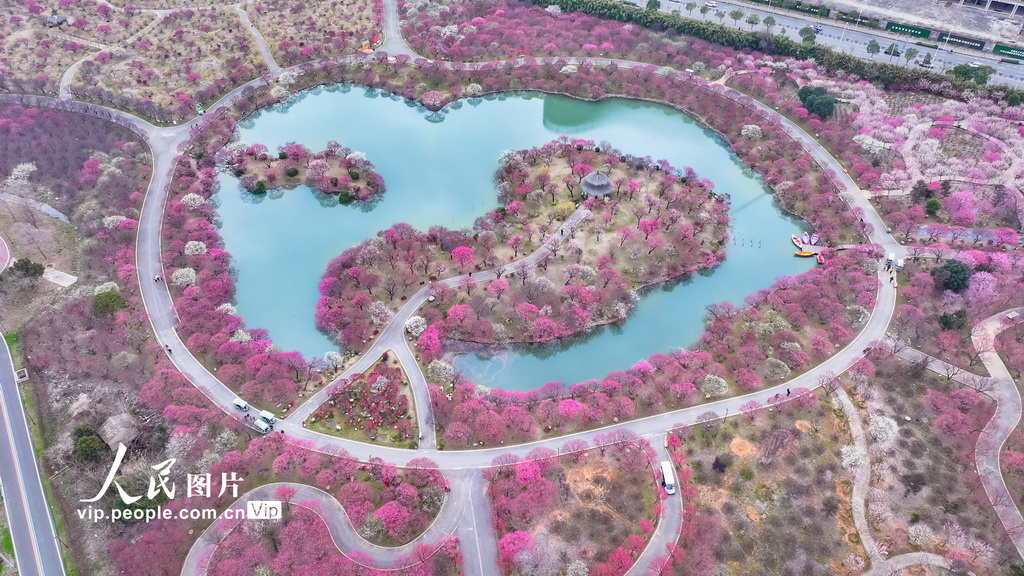 浙江湖州：龙之梦盆景园梅花进入最佳观赏期【7】