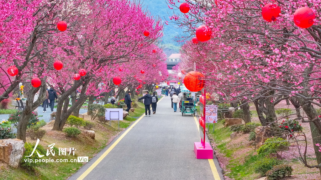 浙江湖州:龙之梦盆景园梅花进入最佳观赏期【8】