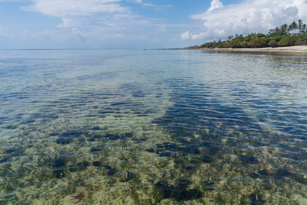 这是2月18日在肯尼亚蒙巴萨的印度洋海滨拍摄的一群海胆。