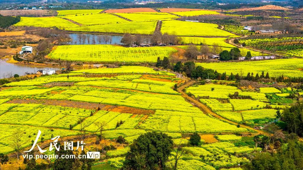 江西樟树：踏青赏花正当时【3】