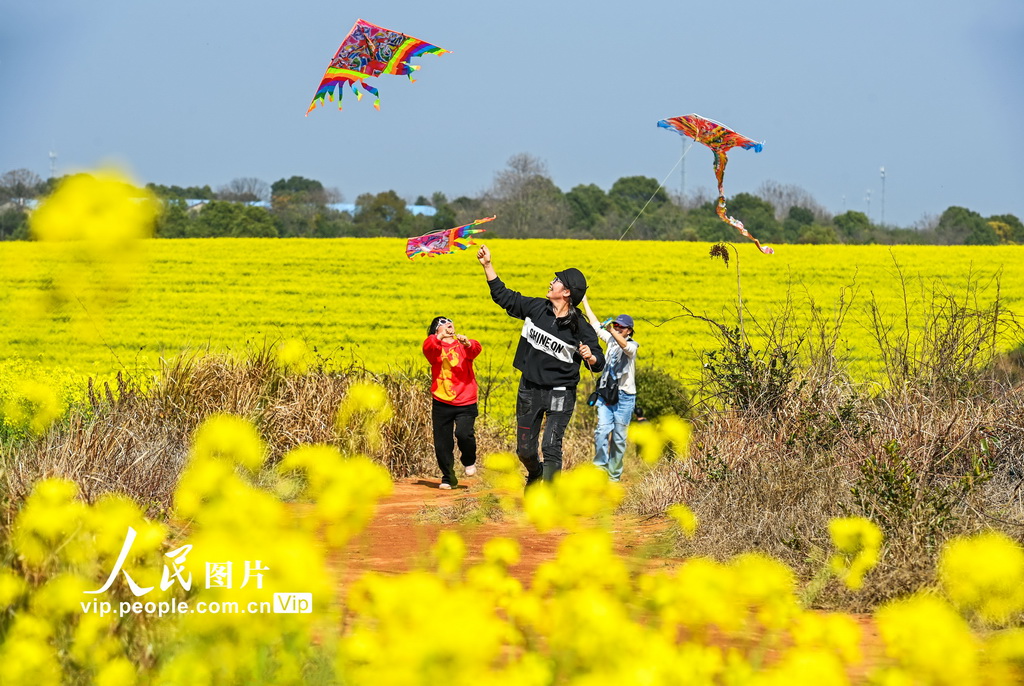 江西樟树：踏青赏花正当时【2】