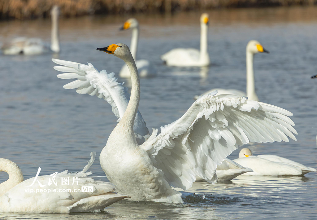 甘肃张掖：湿地鸟儿欢【3】