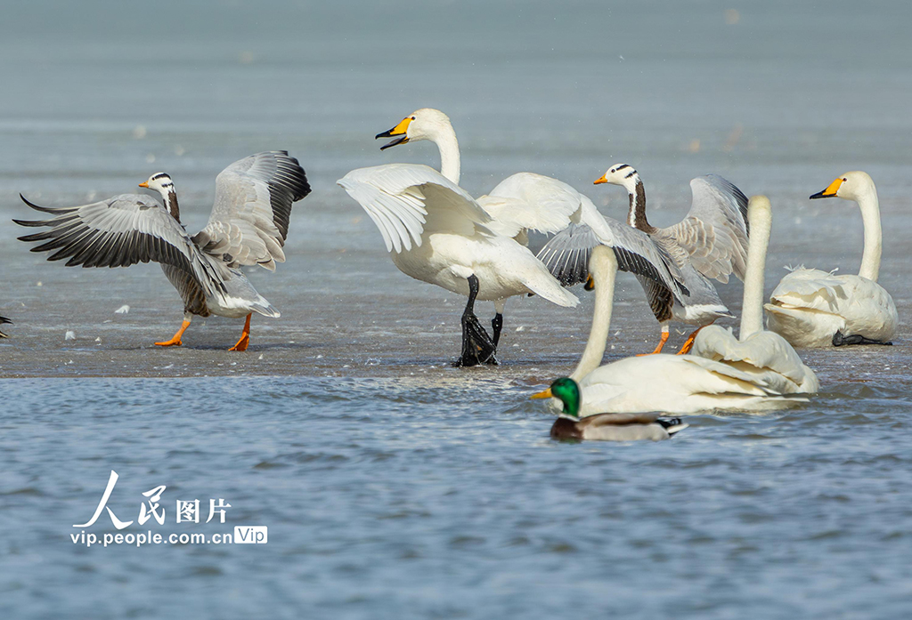 甘肃张掖：湿地鸟儿欢【4】
