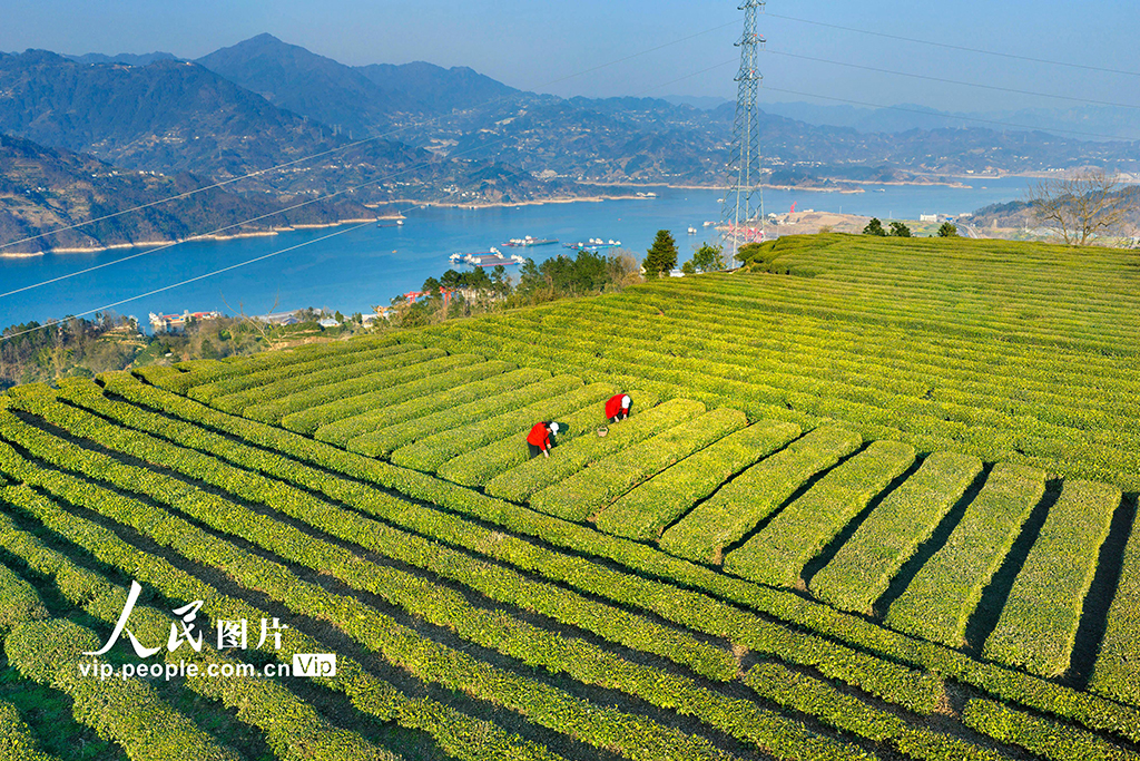湖北秭归：三峡库区早茶香【2】