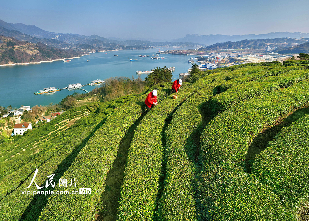 湖北秭归：三峡库区早茶香【4】