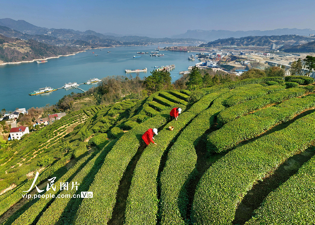 湖北秭归：三峡库区早茶香【5】