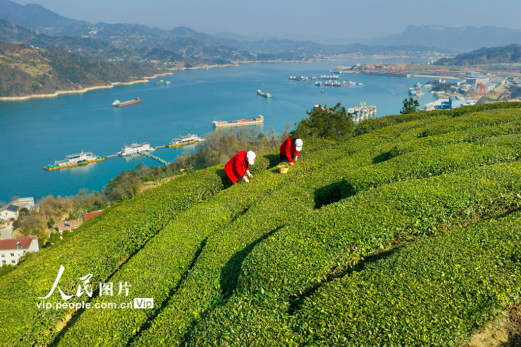 湖北秭归：三峡库区早茶香【8】