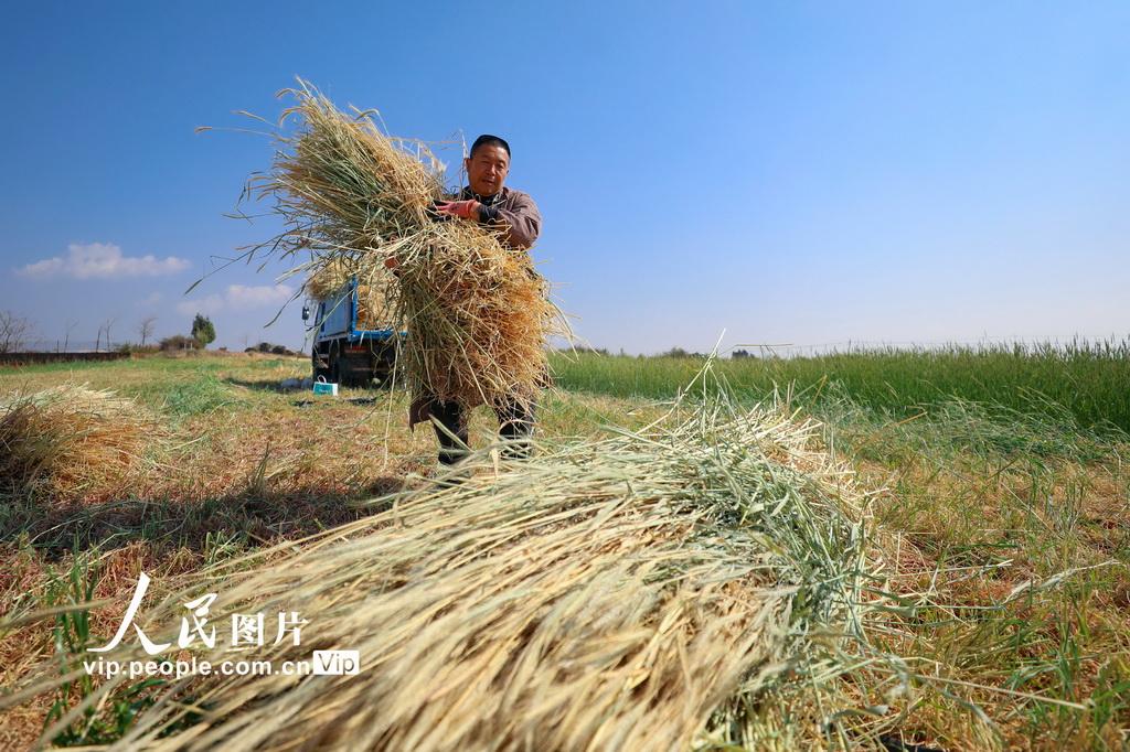 云南陆良：青稞飘香迎丰收【2】