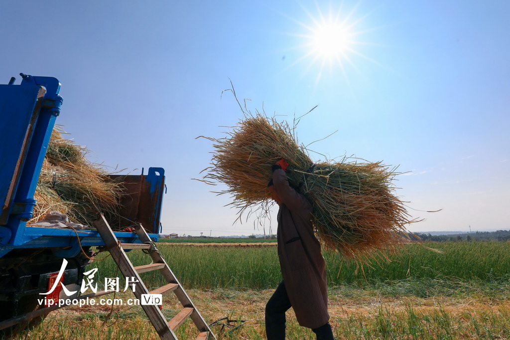 云南陆良:青稞飘香迎丰收【3】