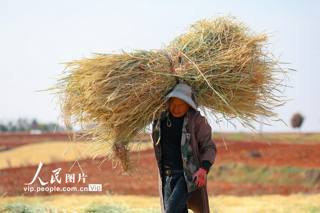 云南陆良:青稞飘香迎丰收【4】