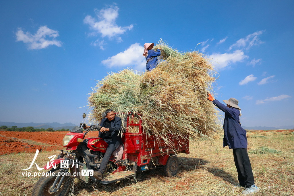云南陆良:青稞飘香迎丰收【5】