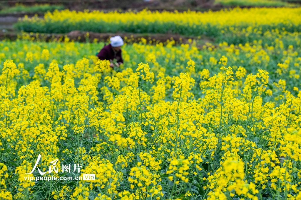 贵州从江:油菜管护正当时【3】