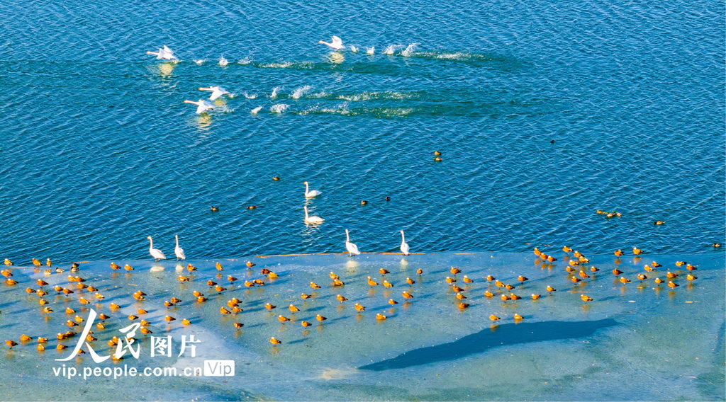 甘肃张掖：冰雪消融候鸟欢【2】