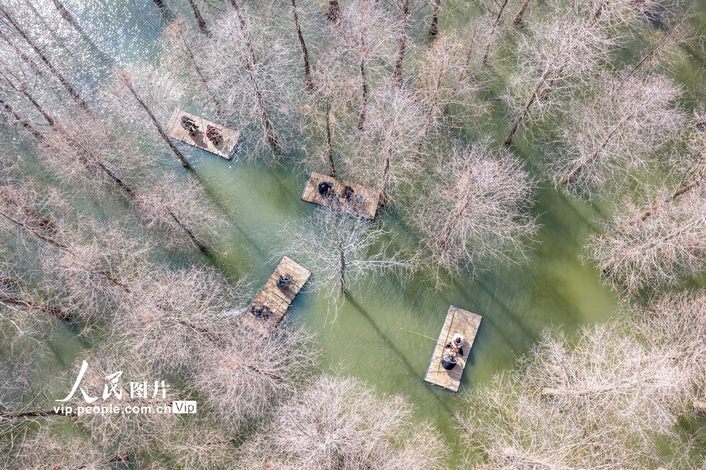 江苏沭阳:春游水杉林【2】