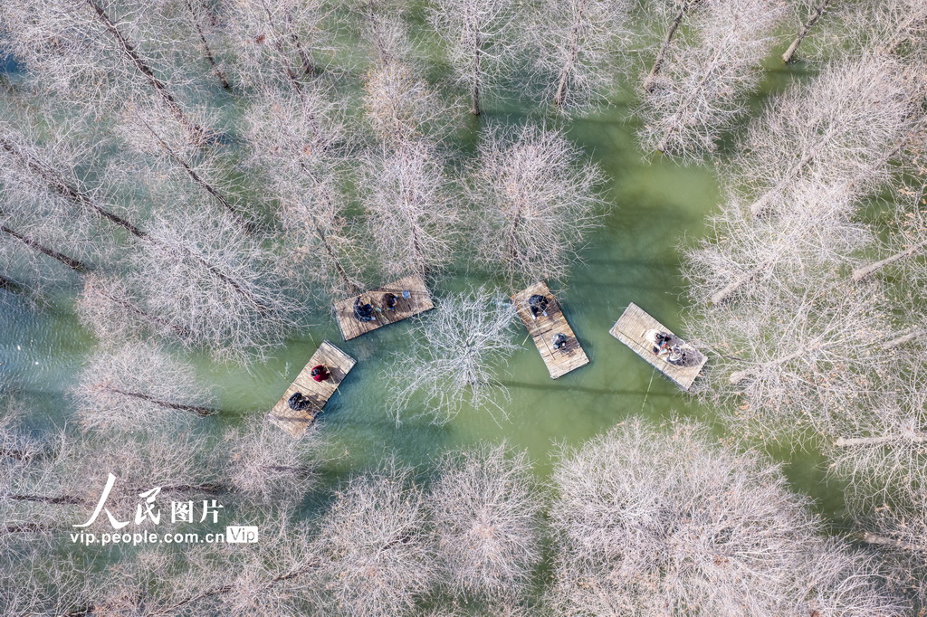 江苏沭阳：春游水杉林【3】