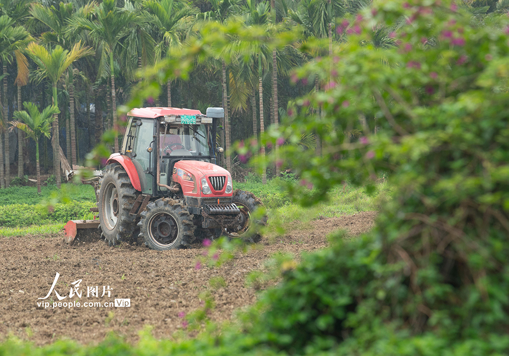 海南琼海：好雨知时节 春雨伴春耕【3】