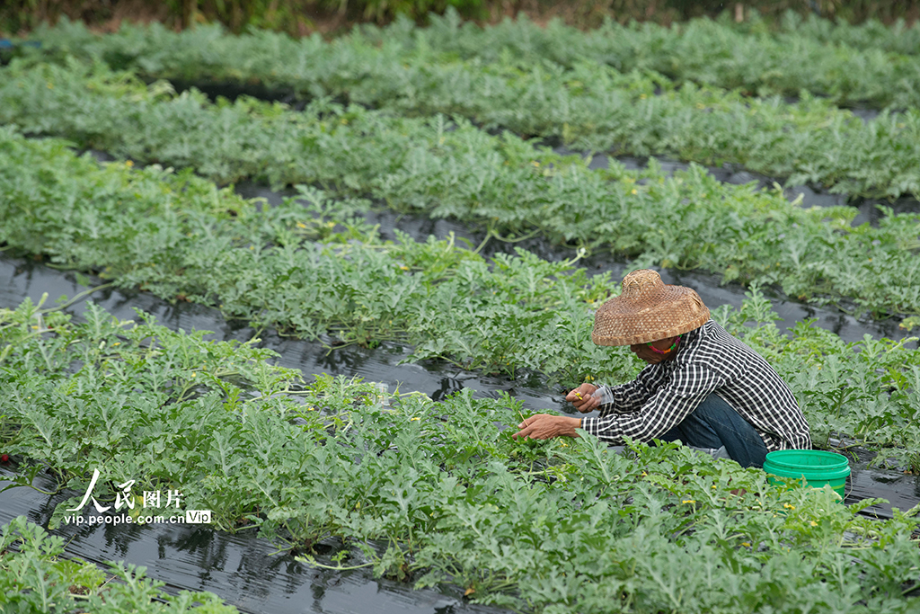 海南琼海:好雨知时节 春雨伴春耕【6】