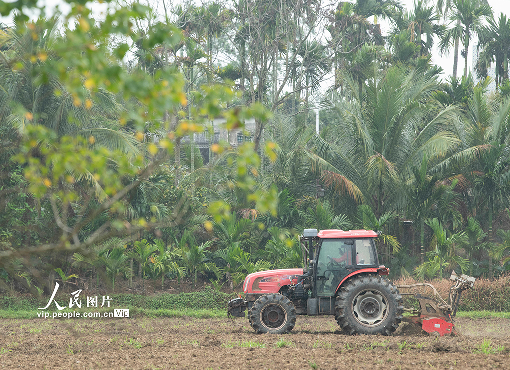 海南琼海：好雨知时节 春雨伴春耕【7】