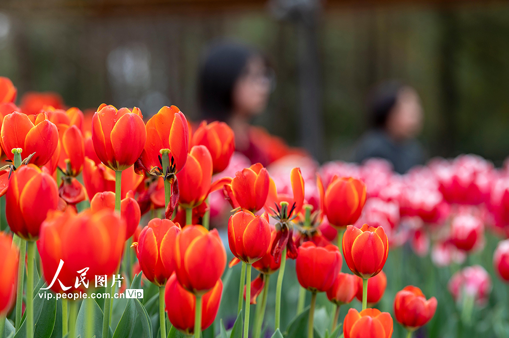 浙江金华:郁金香竞相绽放【4】