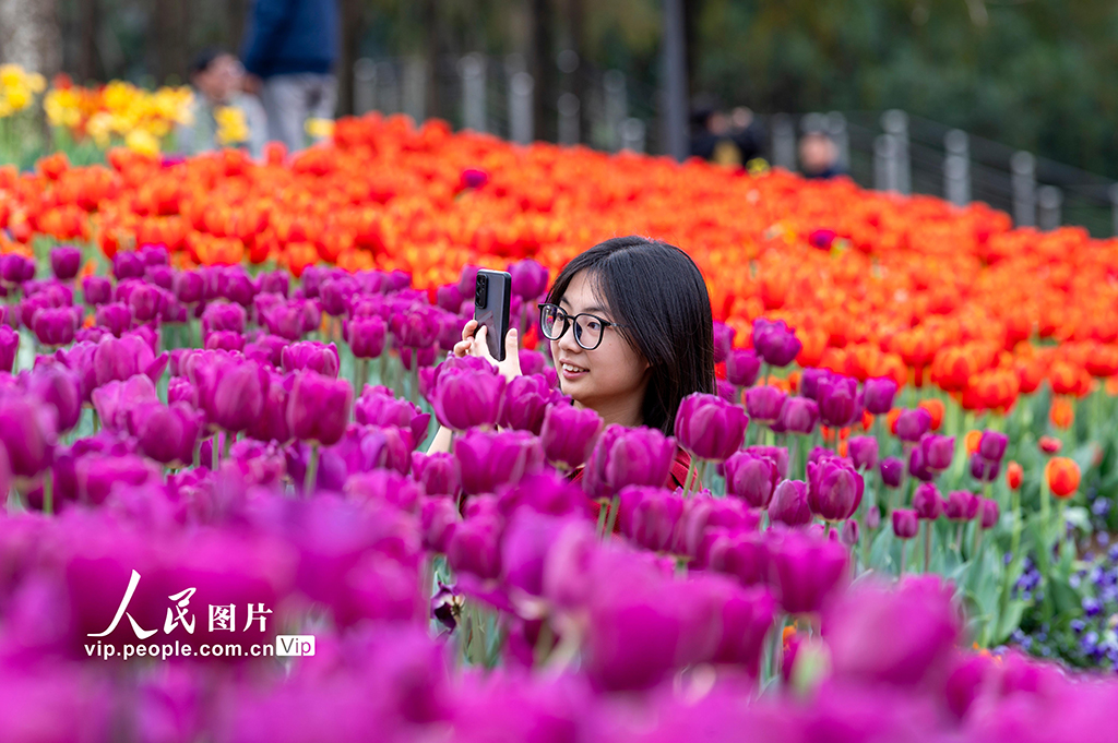 浙江金华:郁金香竞相绽放【2】