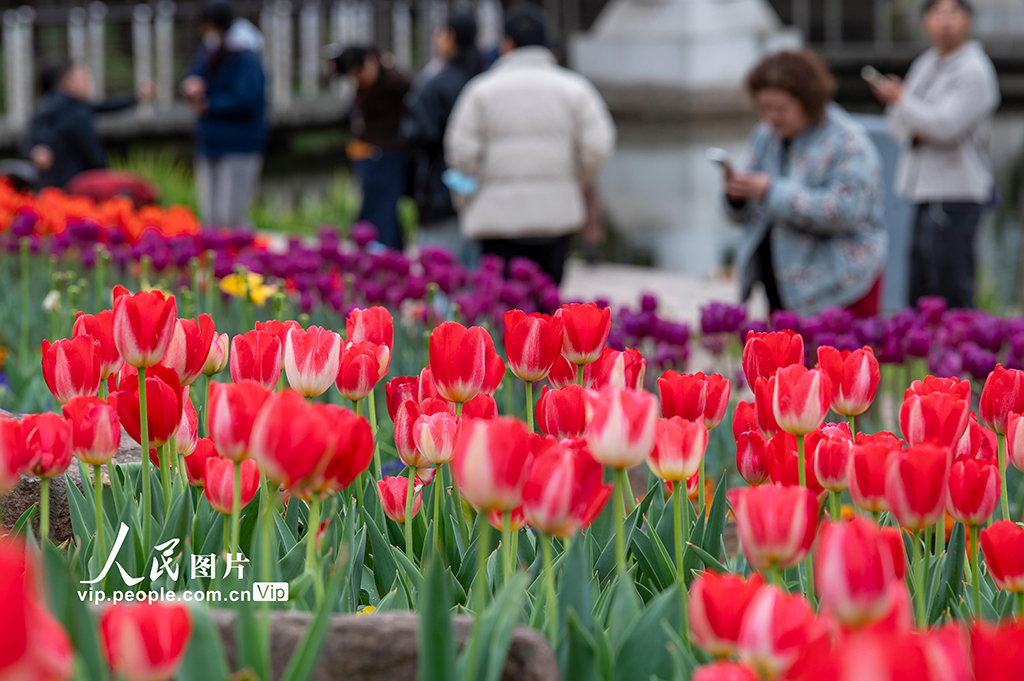 浙江金华:郁金香竞相绽放【6】