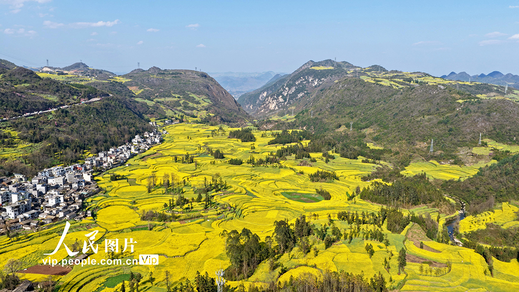 云南罗平：春到螺丝田【4】