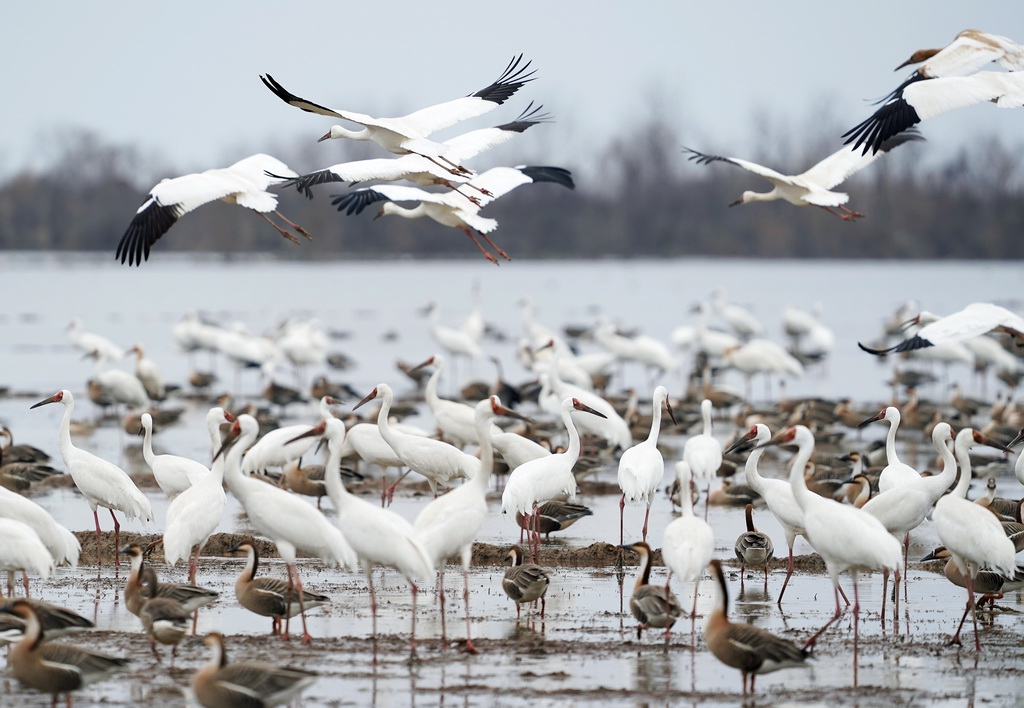 这是2月27日在江西上饶市余干县白鹤洲拍摄的白鹤等候鸟。