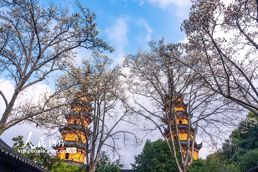 江苏苏州：玉兰花开映双塔【2】