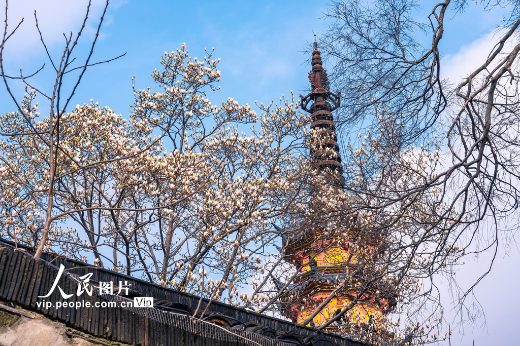 江苏苏州：玉兰花开映双塔【3】