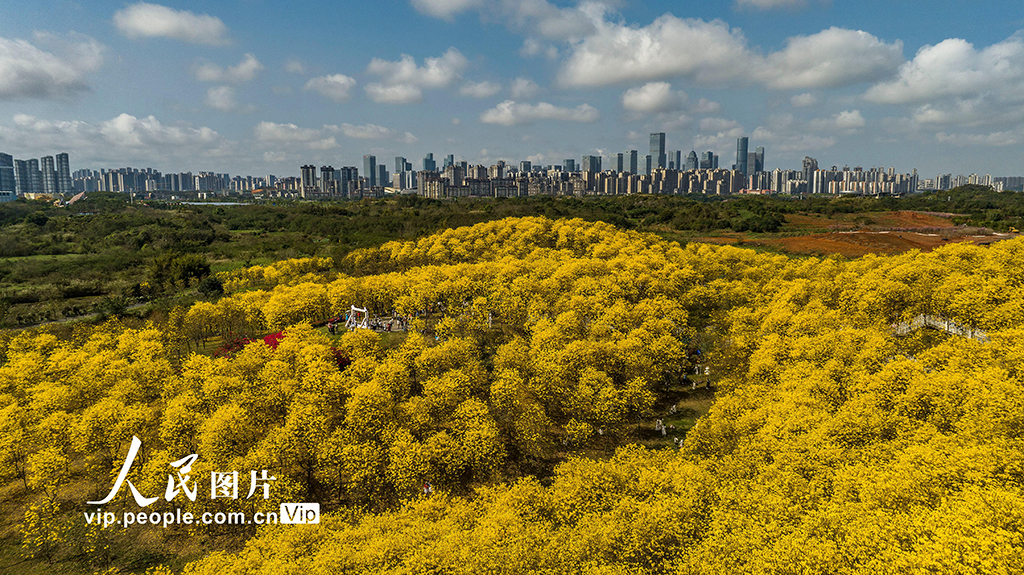 广西南宁：黄花风铃木盛开【6】