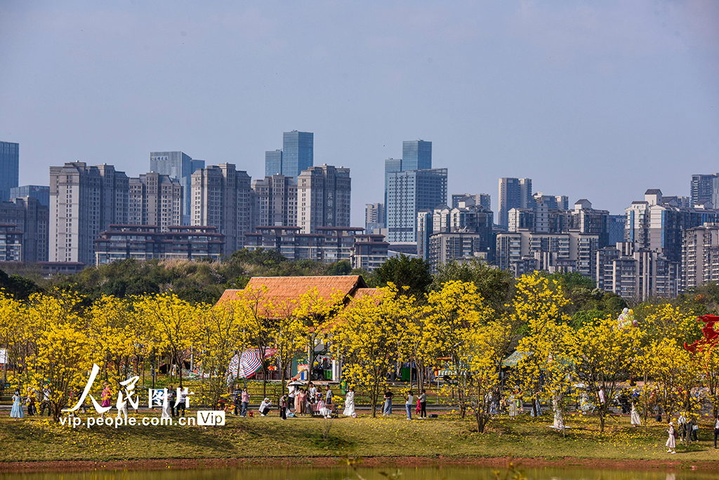 广西南宁：黄花风铃木盛开【5】