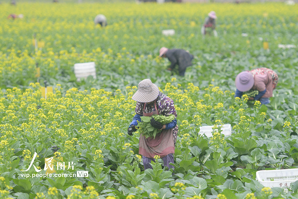 湖南道县:采收蔬菜【2】