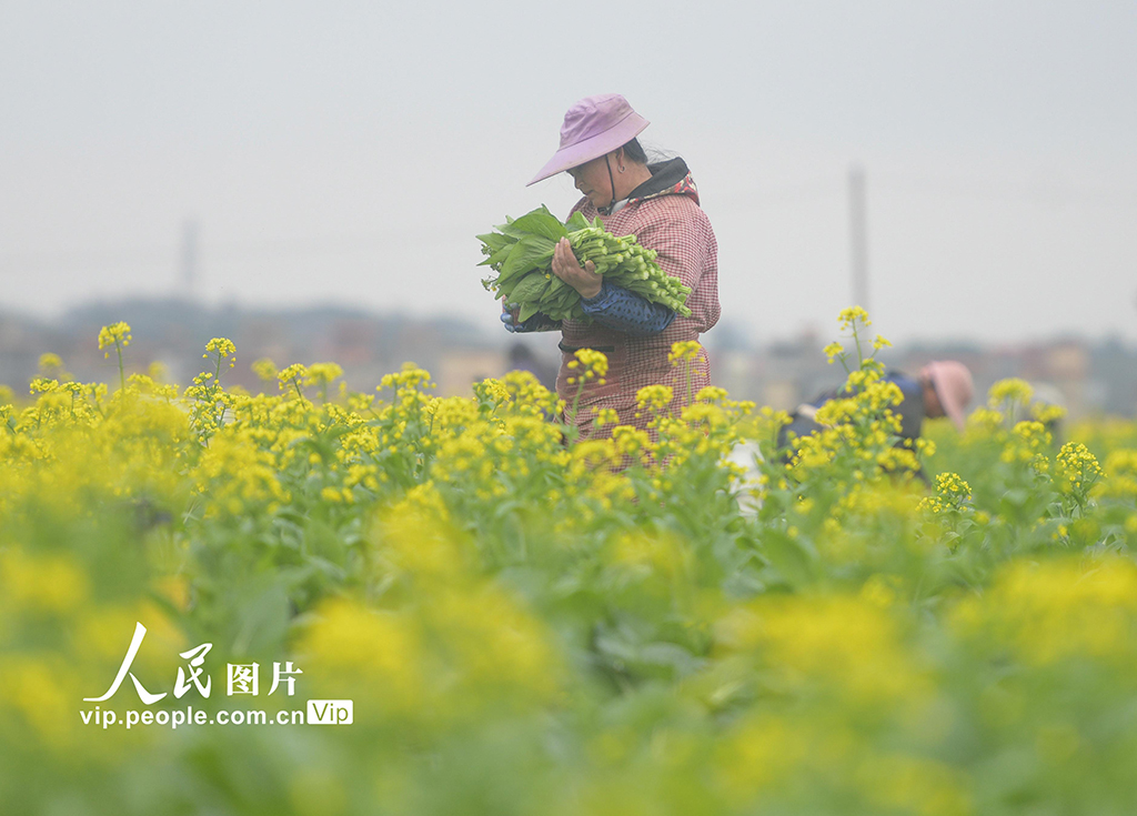 湖南道县：采收蔬菜【5】