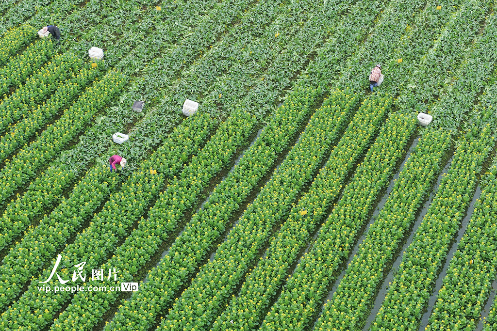 湖南道县:采收蔬菜【3】