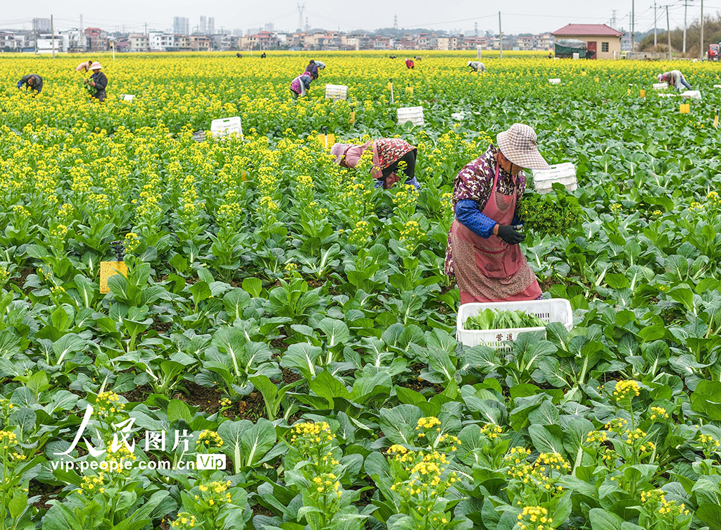 湖南道县:采收蔬菜【4】