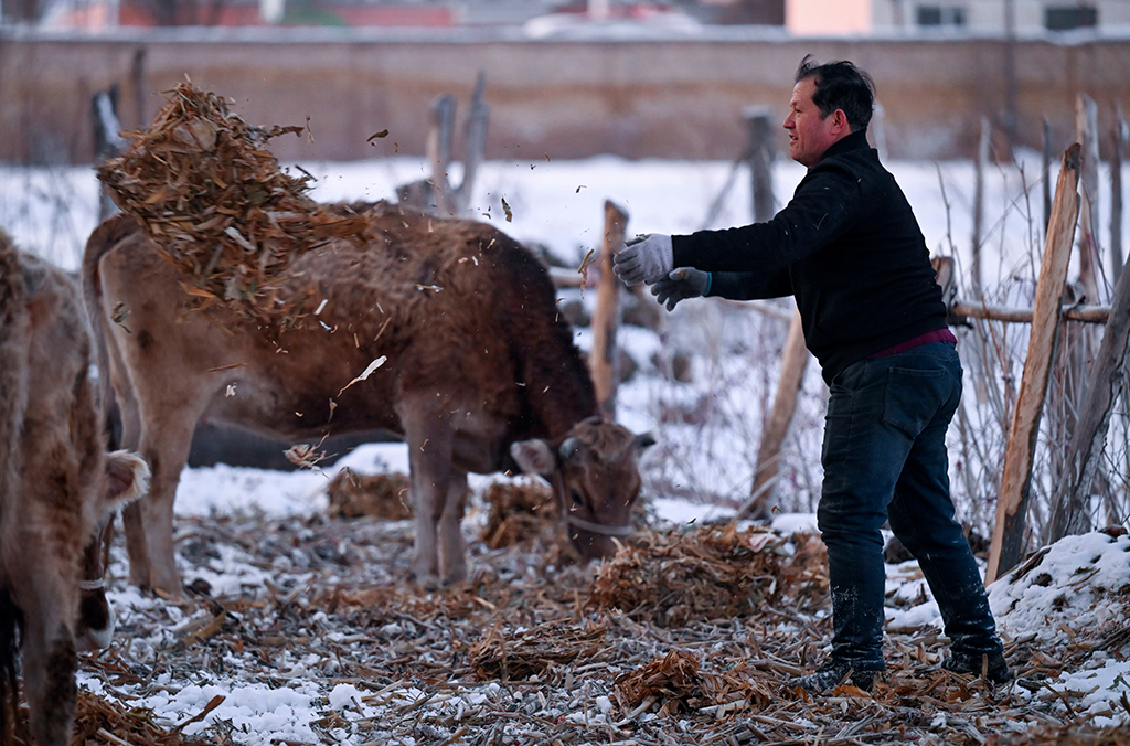 2月9日，在伊犁哈萨克自治州新源县，木沙江·海拉特给牛加草料。新华社记者 王菲 摄