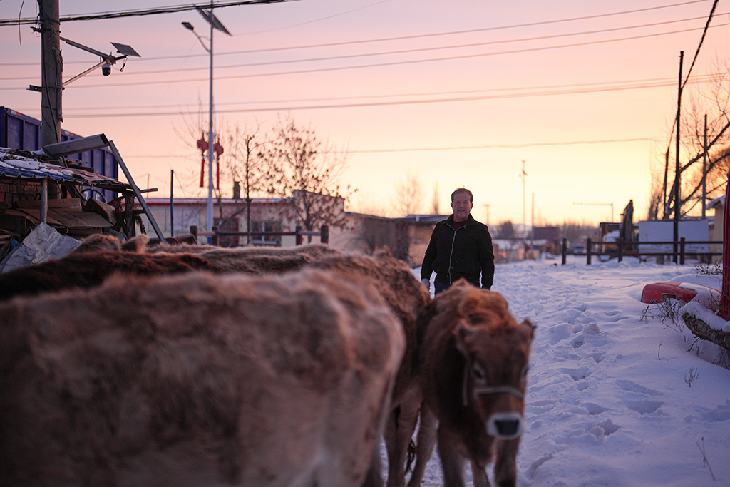 2月9日,在伊犁哈萨克自治州新源县,木沙江·海拉特在放牛。新华社记者 辛悦卫 摄