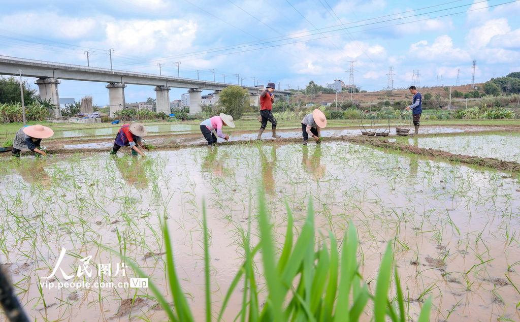 广西梧州:春耕正当时【2】