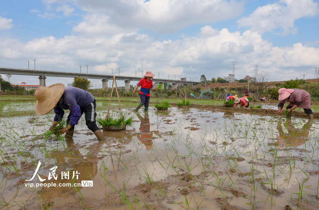 广西梧州：春耕正当时【5】