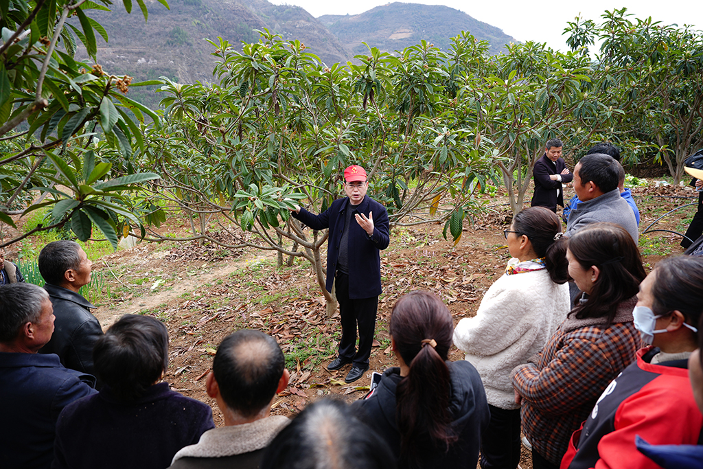 3月2日，在陕西省旬阳市城关镇两岔河村的枇杷林中，旬阳市林业技术推广站站长向甲斌向村民讲解果树管理的细节。