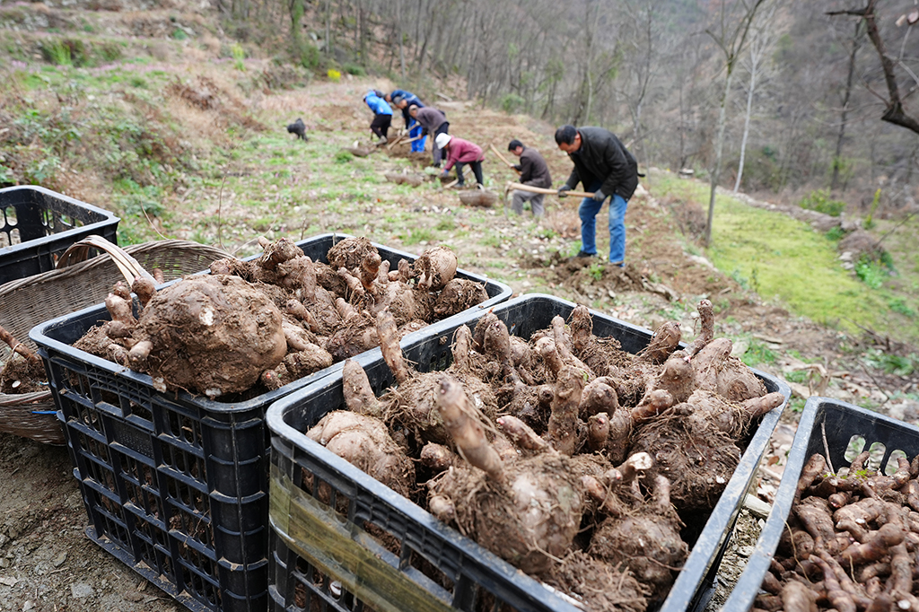 3月3日，陕西省旬阳市段家河镇弥陀寺村村民在村上的产业园中收魔芋。