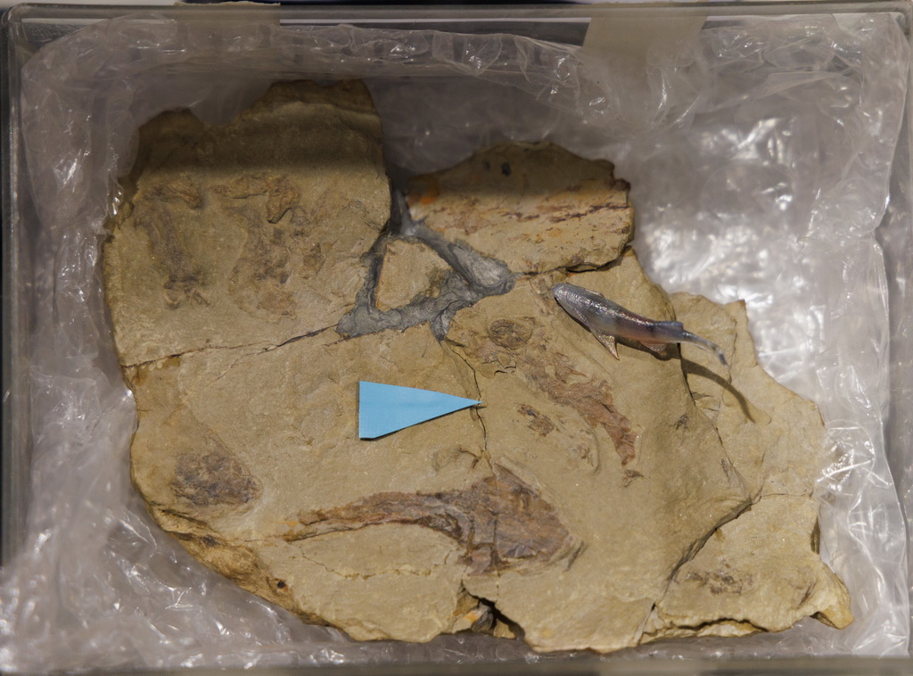 3月3日在中国科学院古脊椎动物与古人类研究所举行的新闻发布会上拍摄的重庆始骨鱼化石。