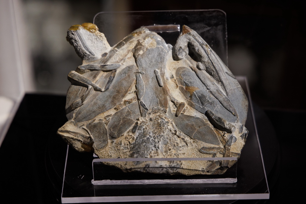 3月3日在中国科学院古脊椎动物与古人类研究所举行的新闻发布会上拍摄的钝齿宏颌鱼化石。