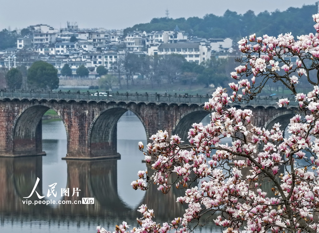 安徽歙县：新安江畔玉兰花渐次绽放【2】
