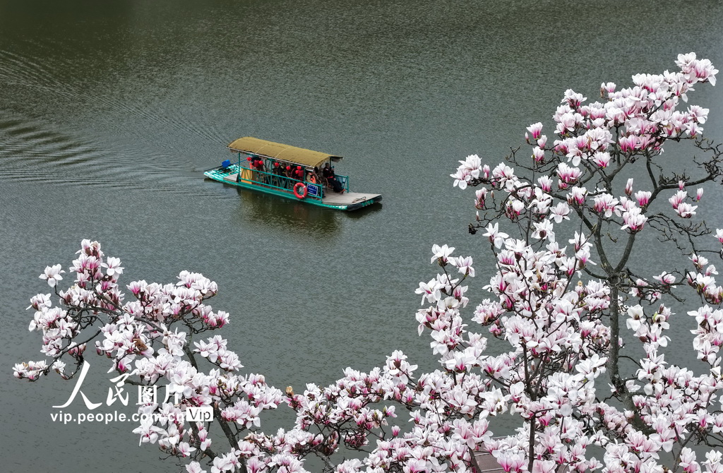 安徽歙县：新安江畔玉兰花渐次绽放【3】